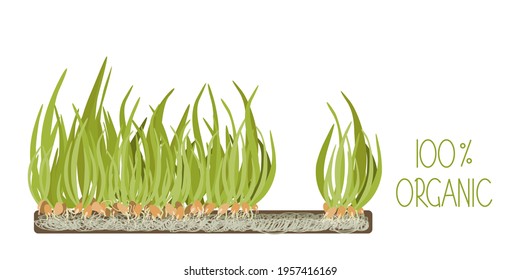 Organic corn microgreens grow isolate on white. Flat vector illustration.