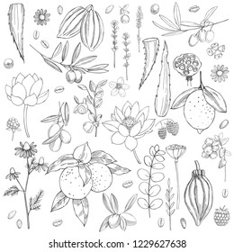  Organic cosmetics background. Plants for natural cosmetics. 