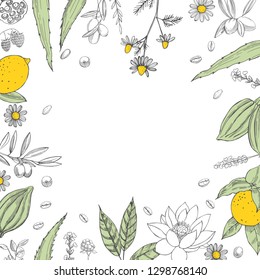  Organic cosmetics background. Plants for natural cosmetics. Vector sketch  illustration.