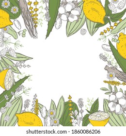  Organic cosmetics background. Plants for natural cosmetics. Vector sketch  illustration.