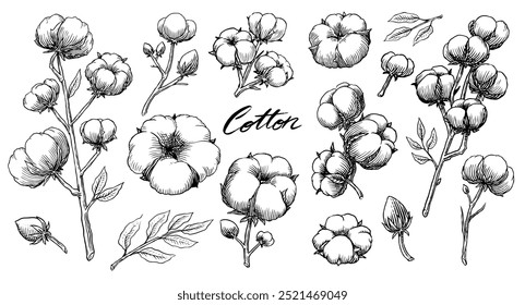 Ilustración de planta de algodón orgánico. Hierba de boda de línea dibujada a mano, hojas elegantes e insignias logo Plantilla. Etiquetas de sello de Antiguas para etiqueta. Boceto de línea y tinta. Verdor botánico de moda. Estilo Antiguas. 