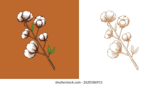 Organic cotton plant illustration. Hand drawn line wedding herb, elegant leaves and badges logo template. Vintage stamp labels for tag. Line and Ink sketch. Botanical trendy greenery. Vintage style. 
