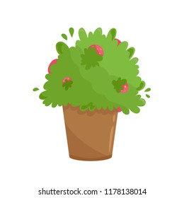 Organic culinary garden on a kitchen windowsill. Potted greenery in terracota clay flowerpot. Cartoon style domestic plant with berries. Vector illustration isolated on white.