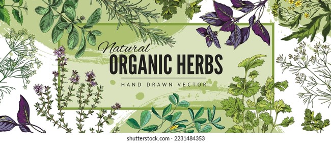 Hierbas culinarias orgánicas dibujadas a mano pancarta colorida o dibujo de plantilla de cartón estilo ilustración vectorial. Decorativo telón de fondo de carteles con plantas aromáticas y hierbas aromáticas de cocina.