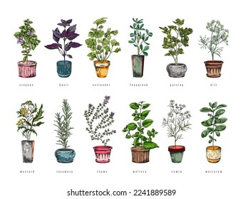 Organic culinary herbs and plants growing in pots set, color hand drawn sketch style vector illustration isolated on white background. Cooking and aromatic plants.