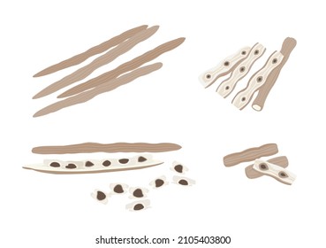 organic dried moringa herb object for medical treatment vector ep09
