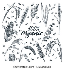 Organic ears grain set, isolated on white background. Vector hand-drawn sketch illustration. Wheat, barley, rice, millet, corn, oat and rye crop plants. Cereal harvest agriculture icons
