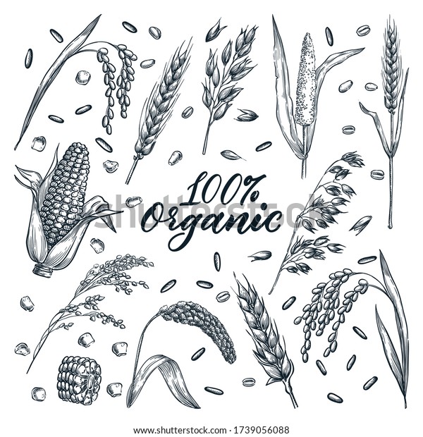 Organic\
ears grain set, isolated on white background. Vector hand-drawn\
sketch illustration. Wheat, barley, rice, millet, corn, oat and rye\
crop plants. Cereal harvest agriculture\
icons