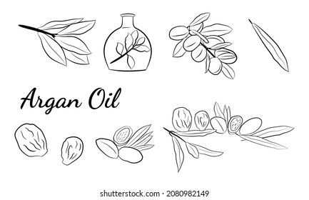 Esbozo de aceite esencial orgánico. Conjunto vectorial de ingredientes capilares.Elementos orgánicos dibujados a mano. Nueces de argán, rama, aceite de botella.
