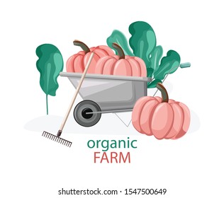 Organic farm composition with pumpkins in wheelbarrow, green bushes and rake. Healthy food gardening idea