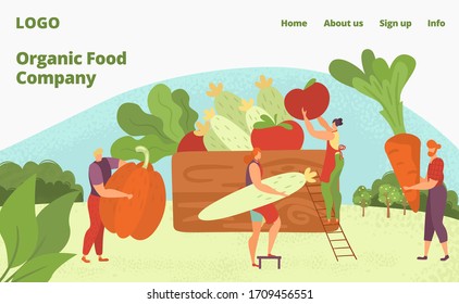 Granja orgánica entrega de alimentos saludables, veganos y vegeterianos página web ilustración vectorial plana. Pequeñas personas cosechan tomates de verduras orgánicas, calabazas, zanahorias en cajas de madera para el parto.