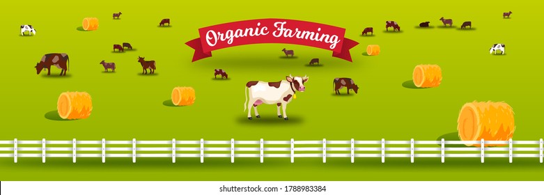 Organic farm vector illustration with cows, fence, haystacks, livestock, green meadow, pasture. Countryside farming landscape in flat style with fence, grazing livestock, ribbon, field. 