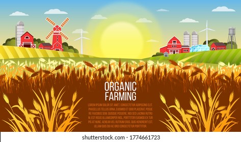 Organic farm vector landscape with wheat field, village buildings, green hills, mill, barn. Rural harvest autumn background in flat style with greenhouses, water tower, sunrise, clouds