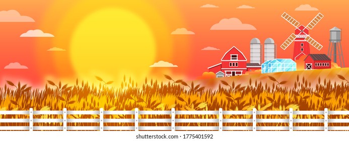 Organic farm vector landscape with wheat field, sun, mill, houses, fence, red sky. Autumn rural illustration with rye, village buildings, barn, greenhouse. Country harvest view in flat style