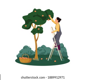 Organic farm with woman gathering apples flat vector illustration