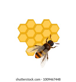 Organic farming concept with honeybee on honeycomb isolated on white background. Traditional and healthy vegan food, sweet delicacy vector illustration. Insect sign for natural food production design.