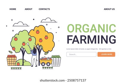 Organic farming concept with woman harvesting apples from trees various baskets of fruits and vegetables minimalistic line art style