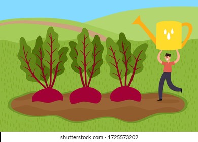 Ilustración de agricultura orgánica con un hombre pequeño sosteniendo grandes latas y riego de raíces de remolacha, cuidar de las plantas. Ilustración vectorial del agricultor y de la verdura en el campo