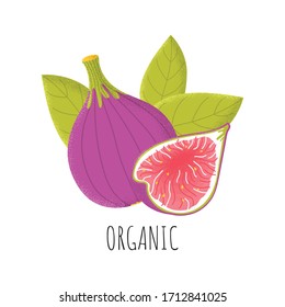 Organic figs fruit in modern flat style. Healthy isolated exotic purple food. Vitamin plant concept. Vector Illustration 