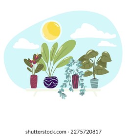 Organic flat houseplant collection Vector illustration. Isolated on white.