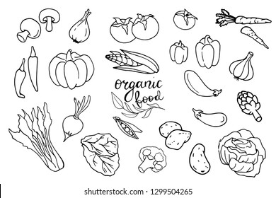 Organic food design template. Fresh vegetables. Hand drawn illustration vegetables. Eco organic food. Great for label, design menu, recipes, poster, packaging design