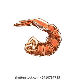 Organic food. Hand drawn colored vector sketch of cooked shrimp. Doodle vintage illustration. Decorations for the menu of cafes and labels. Engraved image.