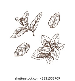 Organic food. Hand drawn retro style vector sketch of mint leaves. Doodle vintage illustration. Engraved image.