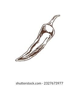 Organic food. Hand drawn vector sketch  of chilli pepper.  Doodle vintage illustration. Decorations for the menu of cafes and labels. Engraved immage. 