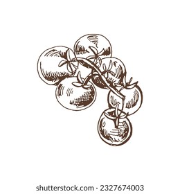 Organic food. Hand drawn vector sketch  of cherry tomatoes on bunch.  Doodle vintage illustration. Decorations for the menu of cafes and labels. Engraved immage.  