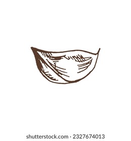 Comida orgánica. Esbozo vector dibujado a mano de ajo.  Ilustración de la cosecha de Doodle. Decoración para la carta de cafés y etiquetas. Imagen grabada. 