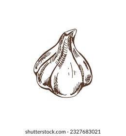 Organic food. Hand drawn vector sketch  of garlic.  Doodle vintage illustration. Decorations for the menu of cafes and labels. Engraved immage. 
