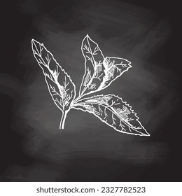 Organic food. Hand drawn vector sketch  of mint leaves.  Doodle vintage illustration on chalkboard backgrouns. Decorations for the menu and labels. Engraved immage. 