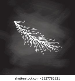 Organic food. Hand drawn vector sketch  of  rosemary branch.  Doodle vintage illustration on chalkboard backgrouns. Decorations for the menu of cafes and labels. Engraved immage. 