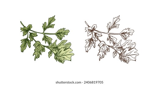 Organic food. Hand-drawn colored and monochrome vector sketch of bunch of parsley. Doodle vintage illustration. Decorations for the menu. Engraved image.