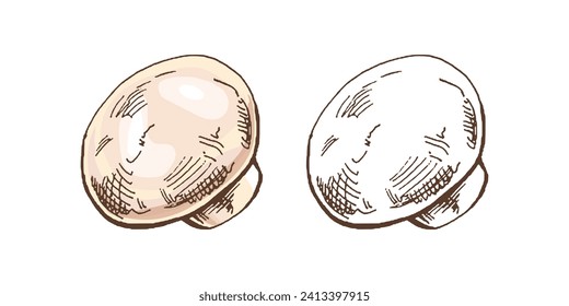 Organic food. Hand-drawn colored and monochrome vector sketch of champignon. Doodle vintage illustration. Decorations for the menu of cafes and labels. Engraved image. 