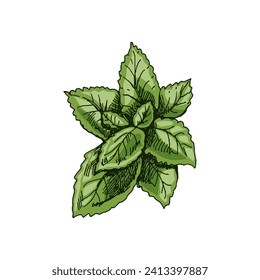 Organic food. Hand-drawn colored vector sketch of mint leaves. Doodle vintage illustration. Decorations for the menu and labels. Engraved image. 