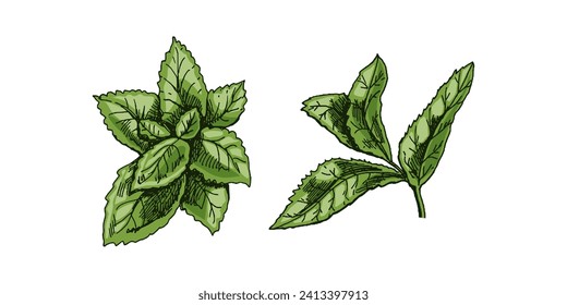 Organic food. Hand-drawn colored vector sketch of mint leaves. Doodle vintage illustration. Decorations for the menu and labels. Engraved image. 