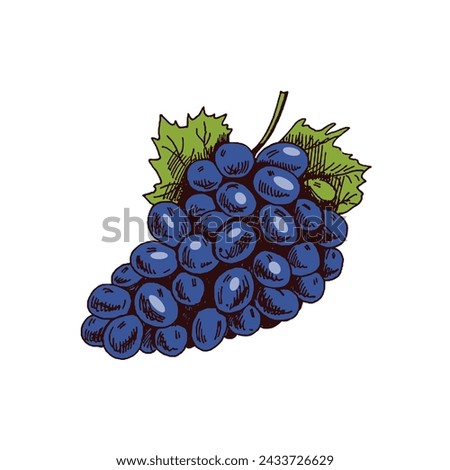 Organic food. Hand-drawn colored vector sketch  of bunch of grapes. Doodle vintage illustration. Decorations for the menu and labels. Engraved image. 