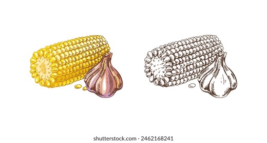 Organic food. Hand-drawn vector colored and monochrome sketches of ear of corn and garlic. Doodle vintage illustration. Decorations for the menu of cafes and labels.