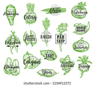 Organic food, vector vegetables silhouettes and lettering. Arracacia and celery, corn and rutabaga, cassava and potato, radish and parsnip, jicama and chayote. Artichoke and turnip veggie