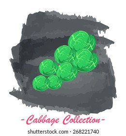 Organic fresh brussels cabbage vector illustration. Vegan vegetable raw food.