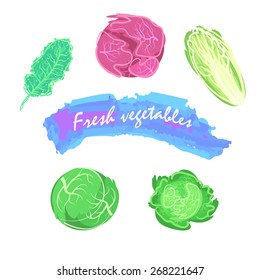 Organic fresh cabbage vector illustration. Vegan vegetable raw food.