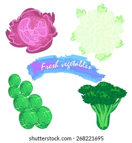 Organic fresh cabbage vector illustration. Vegan vegetable raw food.