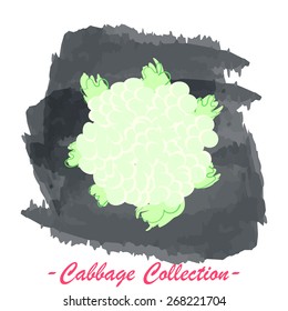 Organic fresh cauliflower cabbage vector illustration. Vegan vegetable raw food.