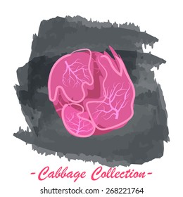 Organic fresh red head cabbage vector illustration. Vegan vegetable raw food.