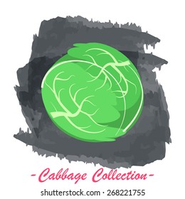 Organic fresh white cabbage vector illustration. Vegan vegetable raw food.