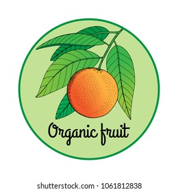 Organic fruit logo with text, hand drawn orange in a circle, tropical fruit
sketch vector illustration, for packaging, avatar, social media, business card, product label, fruit sticker.