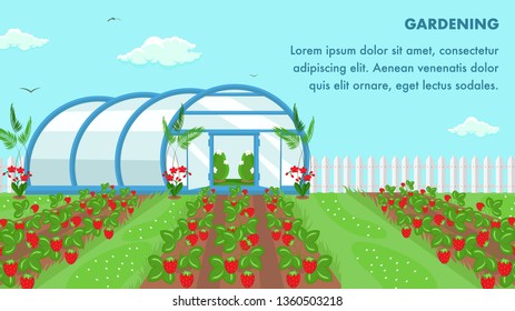 Organic Fruits Cultivation Web Banner Template. Gardening Informative Poster with Text Space. Strawberries Growing Technology. Farmland Field Flat Illustration. Cartoon Ripe Berries in Ground