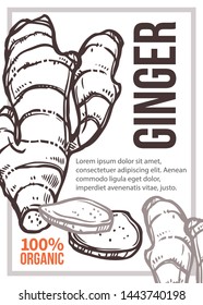 Organic ginger vector hand drawn poster template. Food flavoring advertisement flyer, brochure. Ginger root slices outline color illustration. Aromatic spices, condiments store banner layout