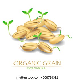 Organic grains. Vector illustration with sprout seeds of wheat or rye. 